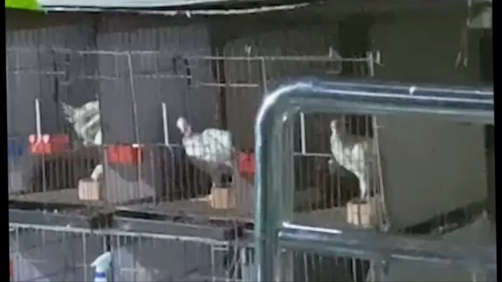 Paano tumitilaok ang 2 months na manok???