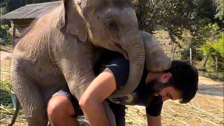 Kisah Lucu Gajah Kecil: Menginjak Punggung