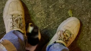 On my way home from overtime, I encountered a tiny kitten nearly frozen to death, frantically chasin