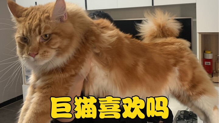 当年我寻思着一只猫能长多大？