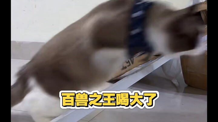 10.5 After being teased by Ha, Lü Bu gets increasingly angry and immediately jumps into an exhilarat