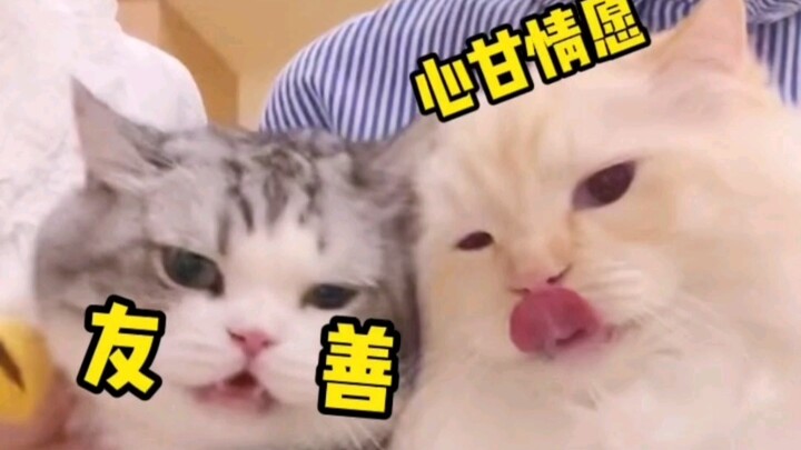 Kafe kucing ini kok cuma ngelakuin hal-hal kayak gini terus? Big Head: Mending aku pergi aja!