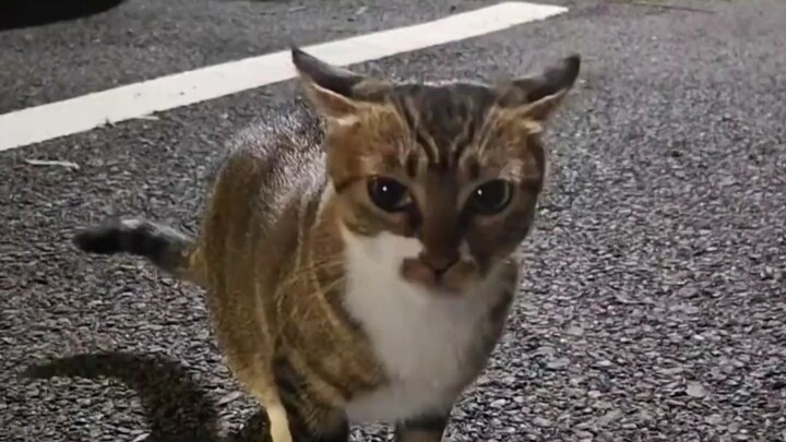 Lilac cat: No final payment? Have you heard of a lilac cat climbing to the 10th floor?