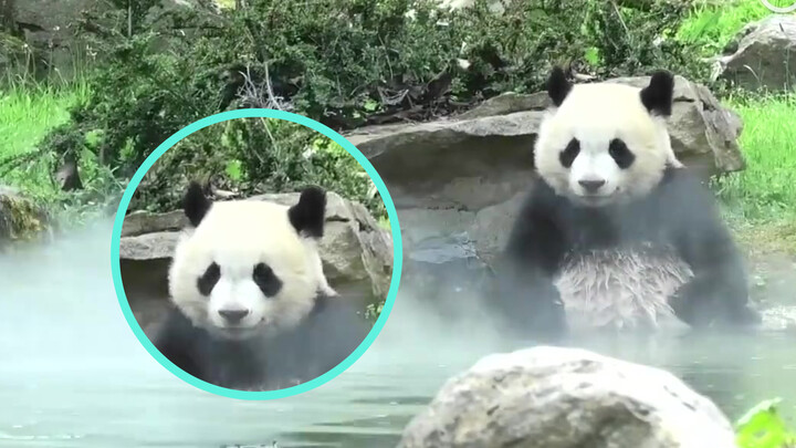 Yuan Meng who was born in France is living the dream. It feels good bathing in a large pool, right?