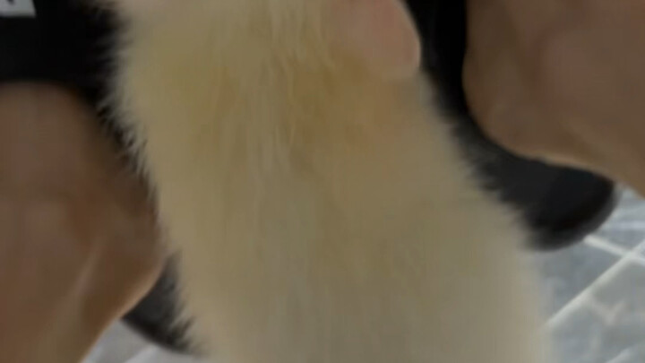 [Raccoon Xiaoxiao] Updated! Come check it out now!