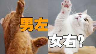 Apakah tangan dominan menentukan jenis kelamin kucing? Apakah "kiri untuk jantan, kanan untuk betina