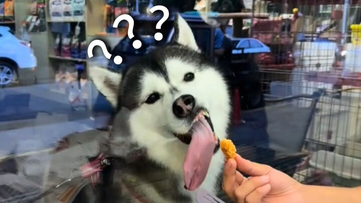 Animal Confusing Behavior Showcase 264