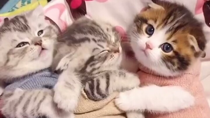 Saat kamu memiliki seekor kucing kecil yang tidak suka tidur