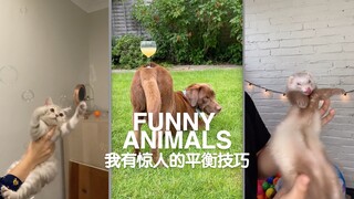 FUNNY ANIMALS Funny Animal Compilation