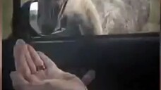 Ni banteng maen nyelonong aja🗿 Untung bukan Banteng Mer...