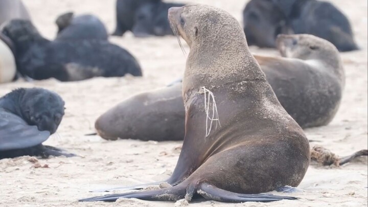 Giải cứu mẹ sư tử biển vừa sinh con [Đội Bảo tồn Biển Namibia]