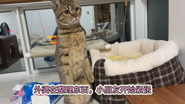 Seekor meerkat yang baru saya pelihara, tolong bantu identifikasi ya～