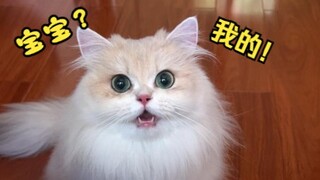 Mẹ mèo mới tập, cô ấy thực sự biết mình đã làm mẹ chưa?