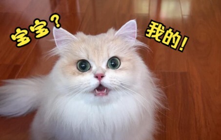 Mẹ mèo mới tập, cô ấy thực sự biết mình đã làm mẹ chưa?