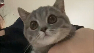 I picked up a kitten while picking up a package, and then...