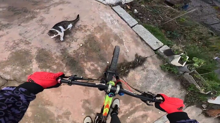 القطة: أكره البشر الذين لا يعرفون حدودهم!