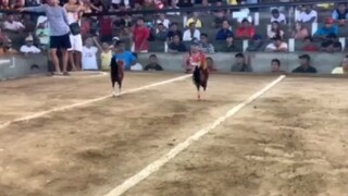 #rmcgamefarm