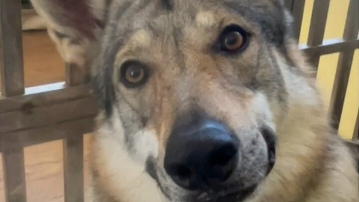 Trạng thái tinh thần của người nuôi chó