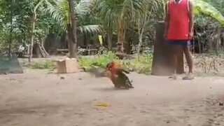 sparring time mga boss