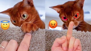 Angry - Funny Cats & Dogs That Will Fill You With Happiness🥰