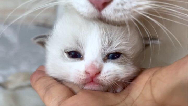 Meow meow meow