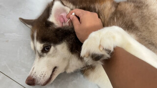 When cleaning the Husky's ears, it was resisting one second, and then it felt so comfortable that it
