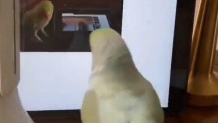 Funny Animal videos #Animals #videos #funnyvideos #parrot