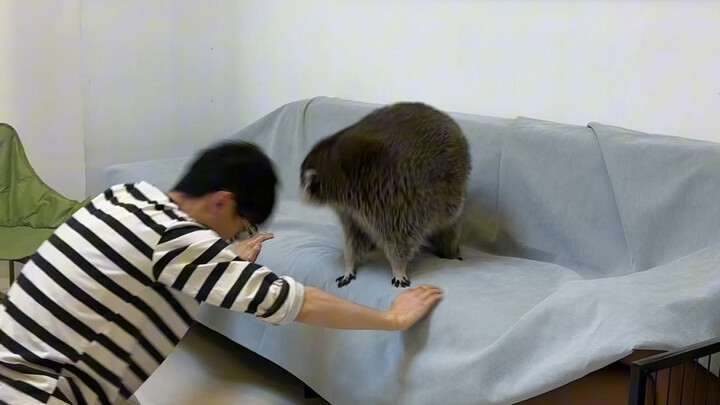 Anh ấy như phát điên, còn tôi bị thương chỉ vì đi ngang qua cũng lãnh luôn một cái tát #GấuRáiCáNhỏ 