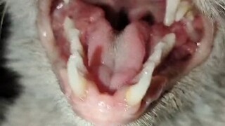 Our ancestors are truly amazing