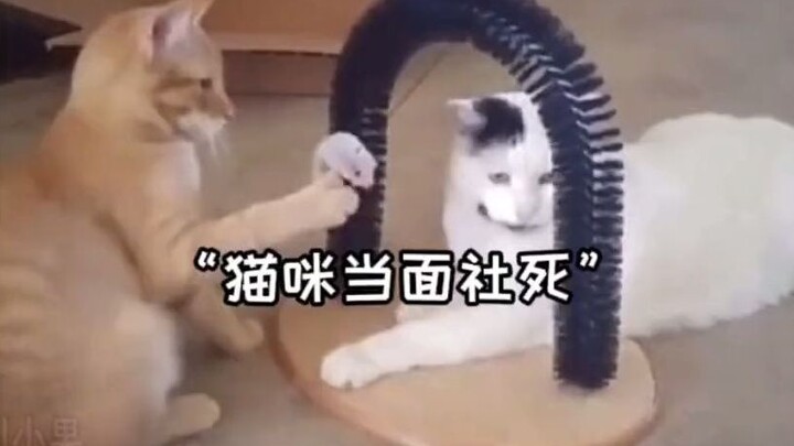 The cat got mortally embarrassed right in front of you—did you even film it?