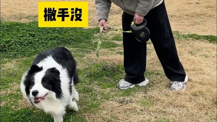 The Difference Between Raising a Big Dog vs. a Small Dog