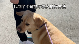 狗子一天的运动量轻轻松松就达标了～