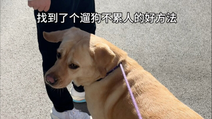 狗子一天的运动量轻轻松松就达标了～