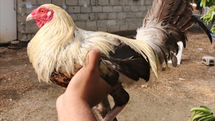 dome over white kelso