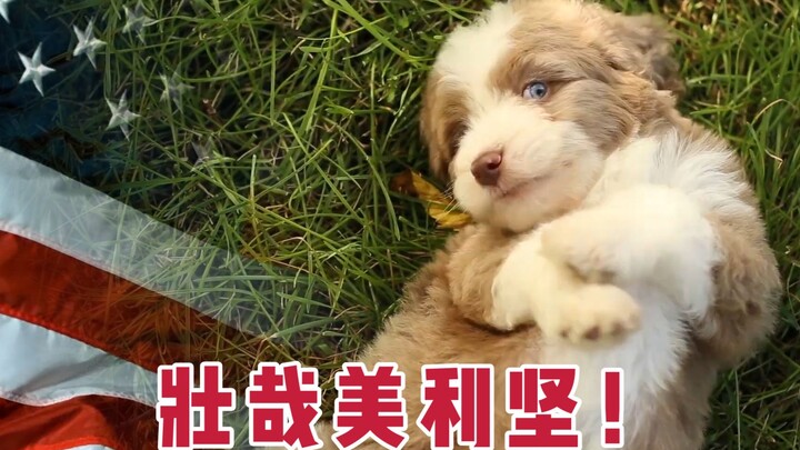 Why do people say Americans are a force of nature in the pet world?