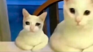 [อีโม? ขอให้สนุก] อา! บันได!