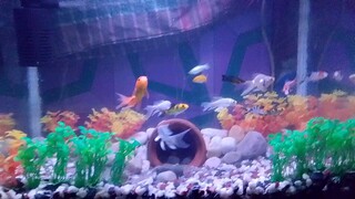 my aqurium fish