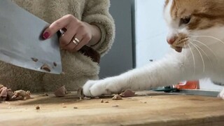Cat: The main point is the rebellious nature!