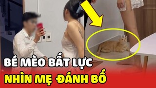 SOS cộng đồng mạng kêu gọi giải cứu bé mèo mũm mĩm bất lực khi thấy "Sen Mẹ đánh Sen Bố" 🤣🤣| Yêu Lu