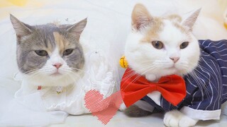 แมวสองตัวโตมาด้วยกันและในที่สุดก็แต่งงานกัน ประทับใจกับความรักที่มีต่อแมวมาก!