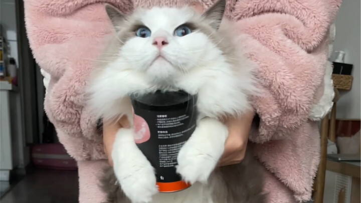 Ngày đề phòng, đêm đề phòng, nhưng mèo nhà vẫn khó phòng!