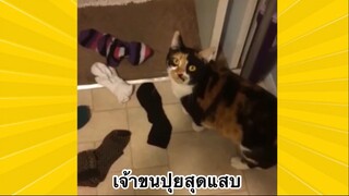สัตว์เลี้ยงเพื่อนขนปุย : เจ้าขนปุยสุดแสบ
