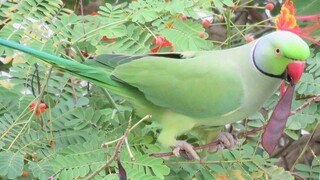 Male ROSE-RINGED PARAKEET tucking in sumptuous breakfast, Singapore