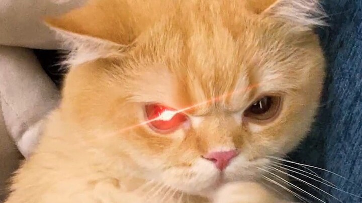 كيف تمارس PUA على قط صغير؟ بعدما سمع قطّي هذا، راح يعمل ليعيلني! 😨