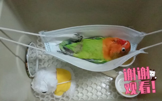 【Burung Nuri Jadi Makhluk Ajaib】Kehidupan Sehari-hari di Buaian Kecil yang Bau: Enaknya Mengunyah Ku