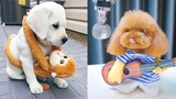 Baby Dogs - Cute and Funny Dog Videos Compilation #22 | Aww Animals