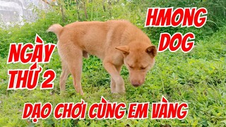 Ngày thứ 2 cho em đi dạo đã thuần tính luôn.| chó bản mông|