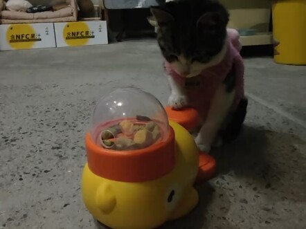 Mainan baru yang barusan dibeli, Si Kucing kecil tidak tahu cara memainkannya