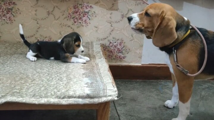 Hilarious—little Beagle talks back to Dad