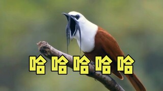 救命啊！鸟叫起来太好笑了！！！